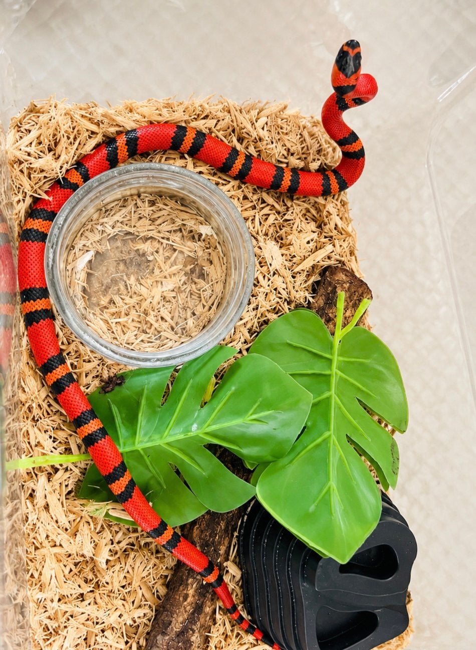 Prachtige melkslang – Lampropeltis triangulum hondurensis, Dieren en Toebehoren, Slang, 0 tot 2 jaar