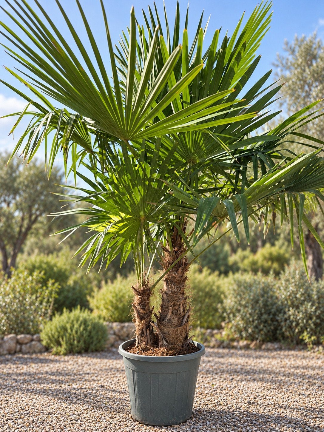 Winterharde palmboom Trachycarpus Fortunei 2 stam, Tuin en Terras, Ophalen, Palmboom