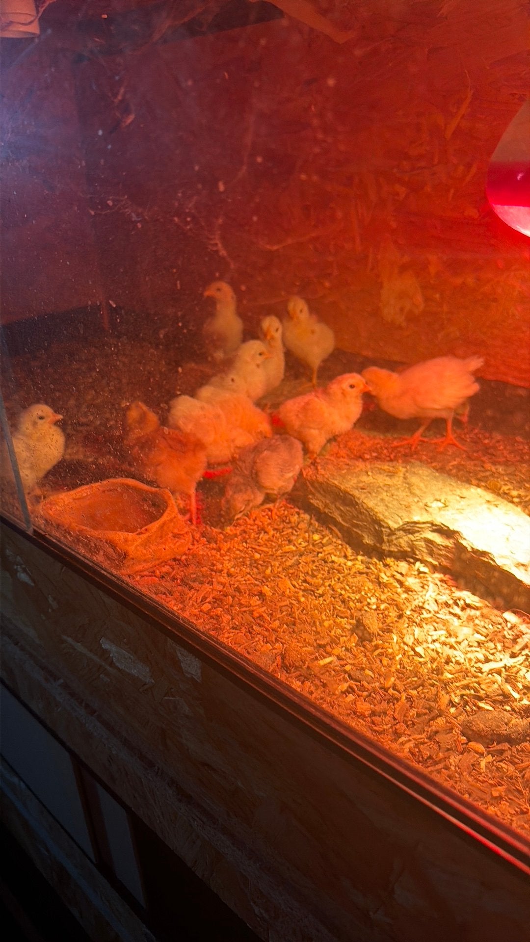 Eendags kuikens te koop, Dieren en Toebehoren