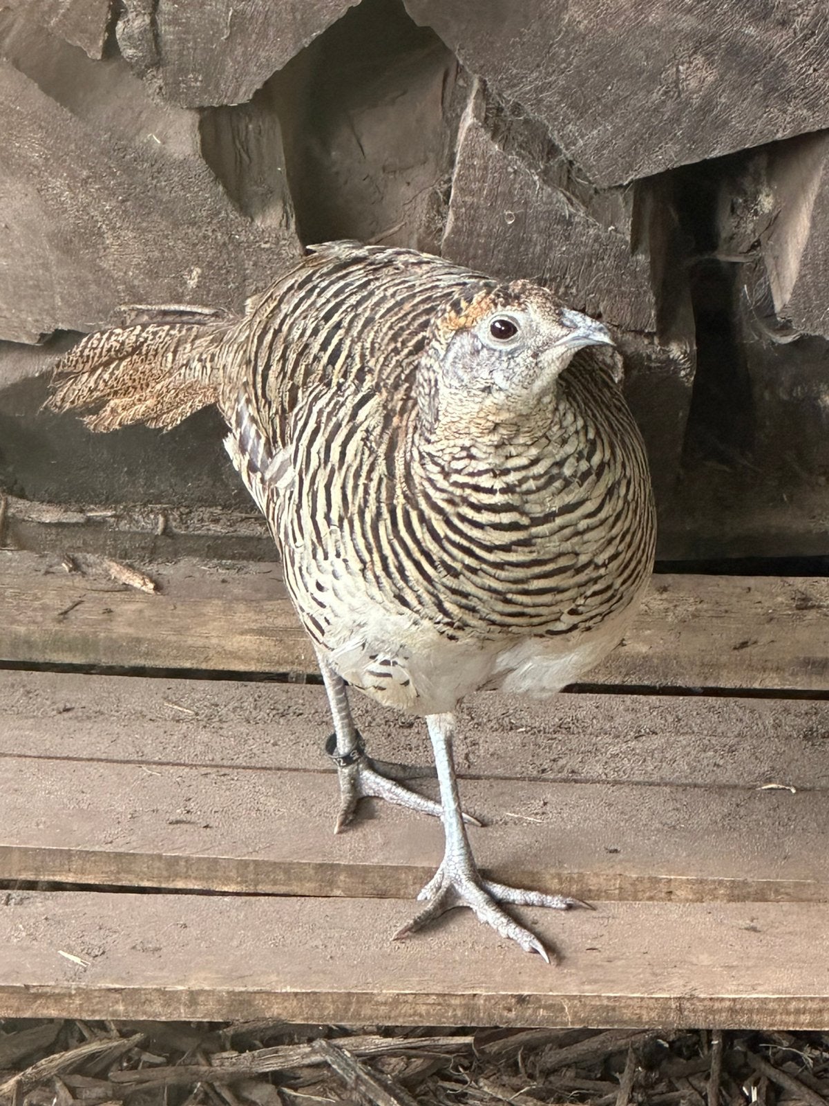 Lady Amherst fazanten, Dieren en Toebehoren, Vogels | Overige Vogels, Geringd