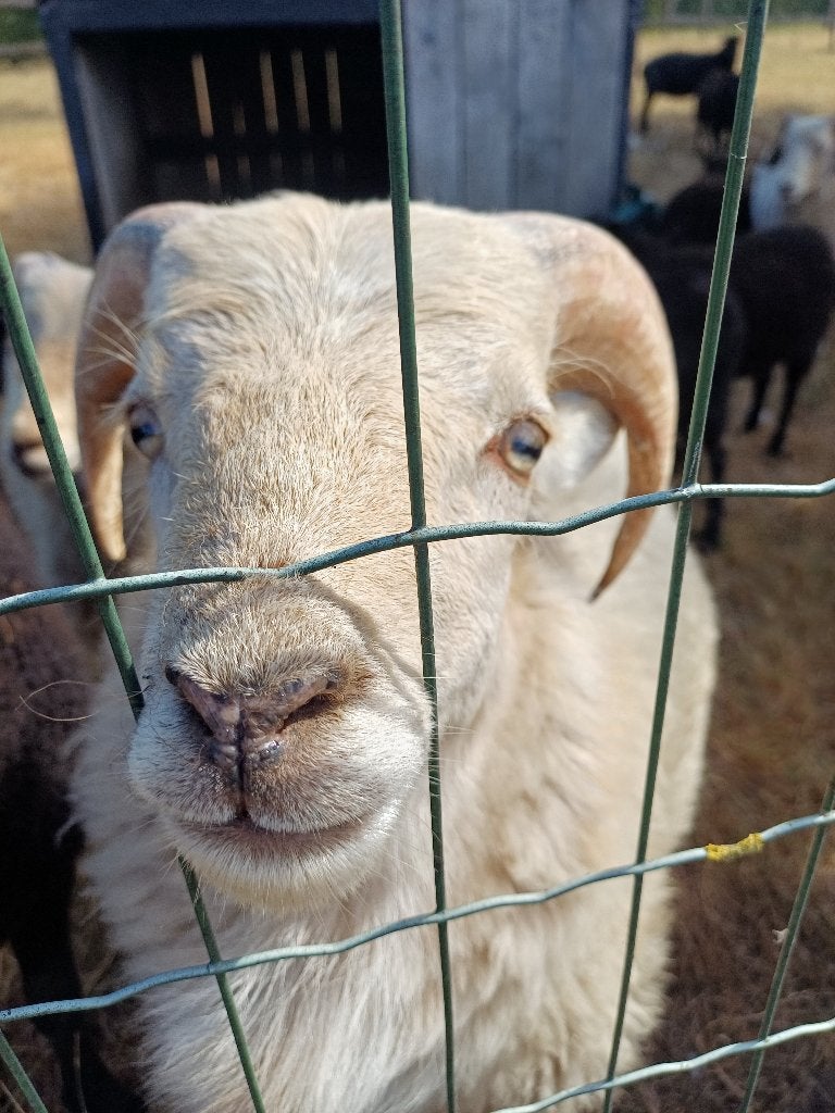Schapen, Dieren en Toebehoren, Schapen, Geiten en Varkens, Mannelijk, Schaap, 0 tot 2 jaar