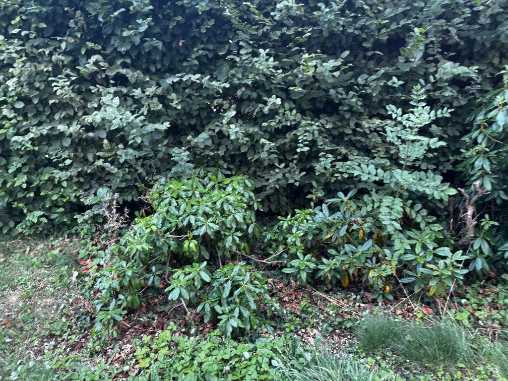 Rododendrons struiken gratis, Ophalen, Overige soorten, Struik, 100 tot 250 cm