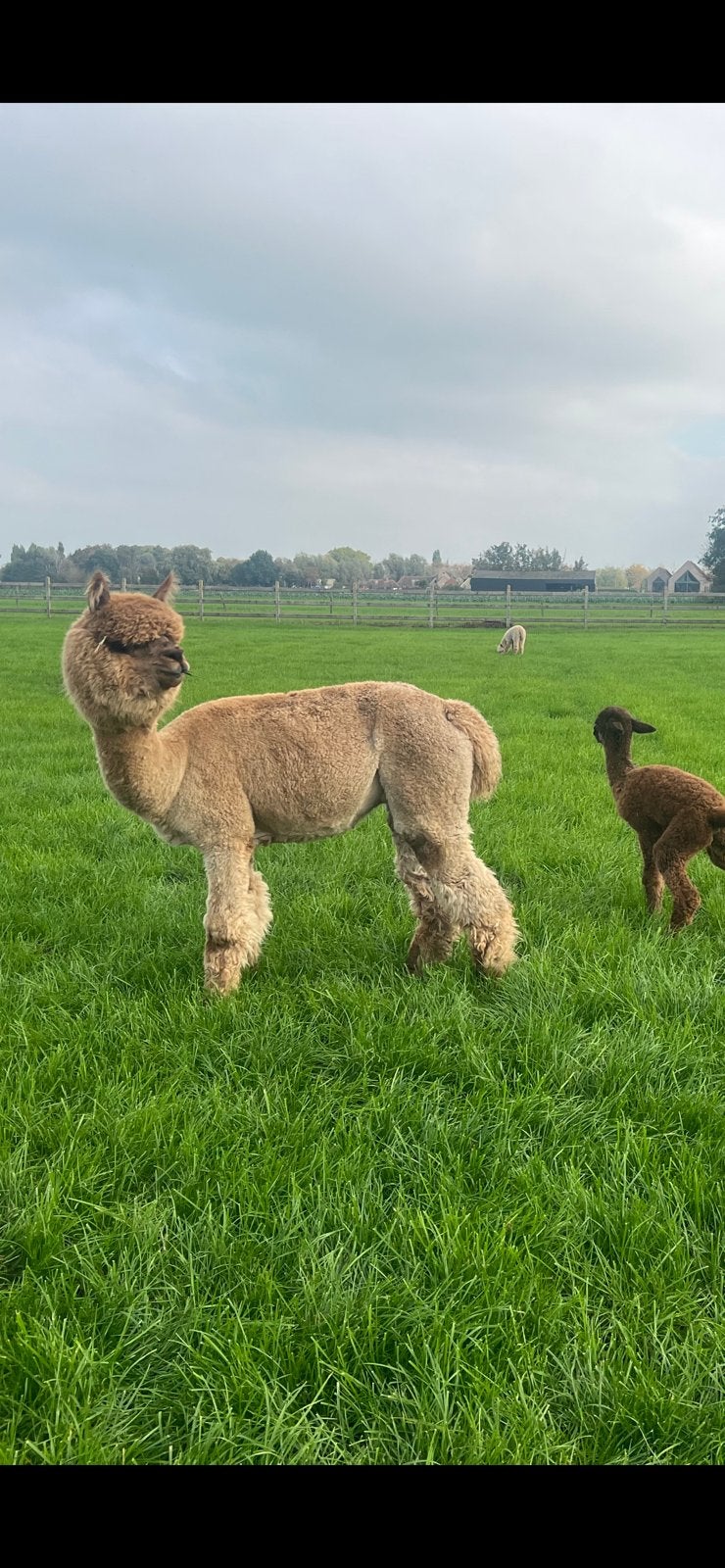 Alpacas, Dieren en Toebehoren, Mei, Vrouwelijk