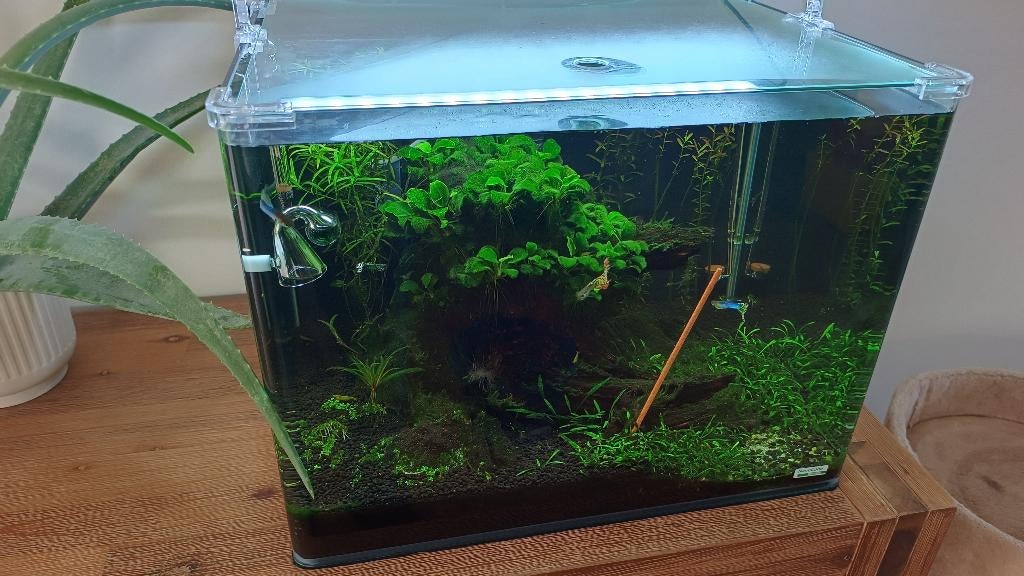 Dennerle Nano Tank Plant Pro 55l set, Dieren en Toebehoren, Vissen | Aquaria en Toebehoren, Gebruikt, Gevuld zoetwateraquarium
