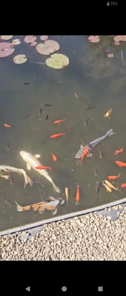 baby kooi vis, Animaux & Accessoires, Poissons | Poissons d'aquarium, Poisson