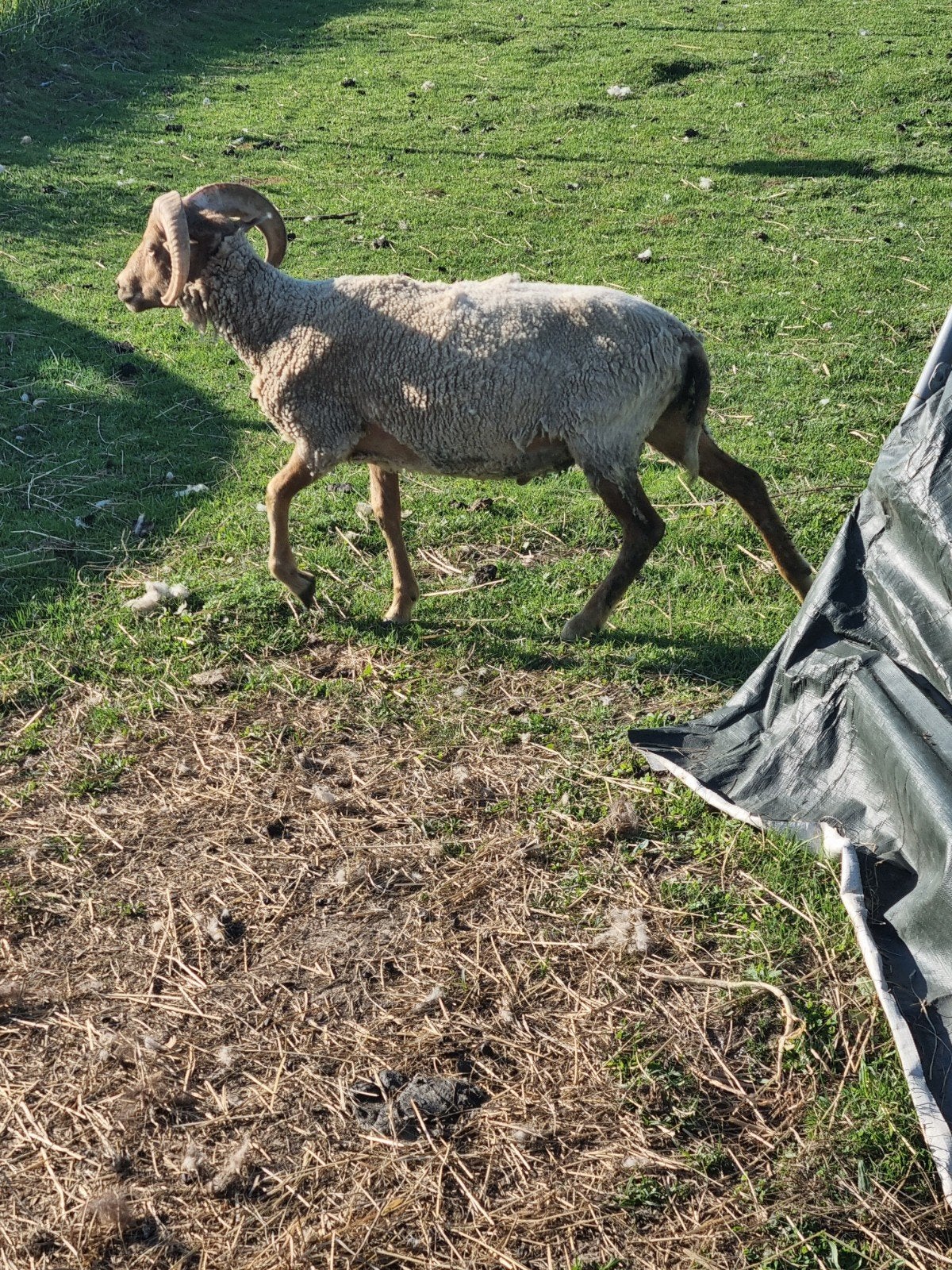Ram schaap bok, Dieren en Toebehoren, Schaap