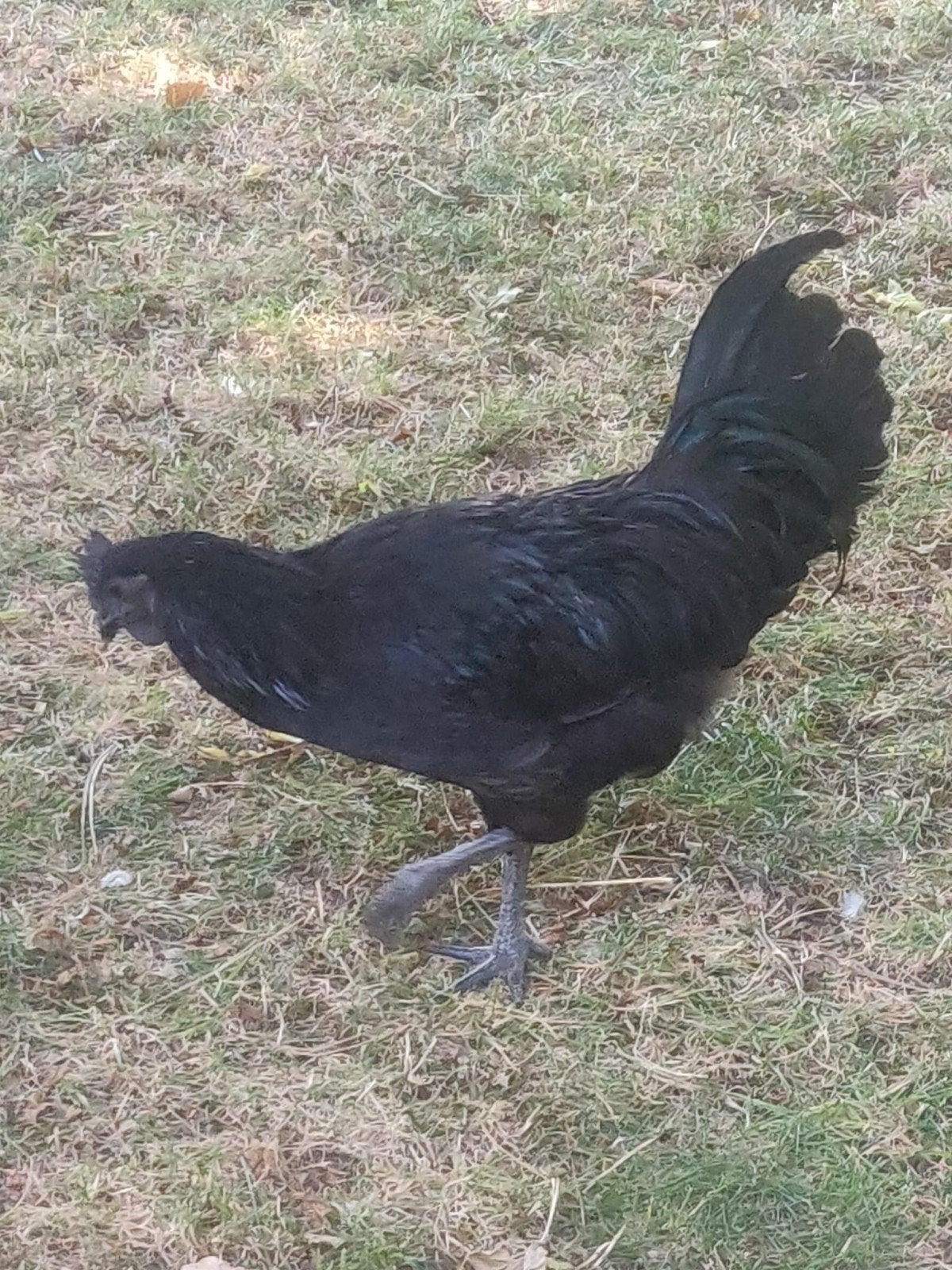Jonge haan, Dieren en Toebehoren, Pluimvee