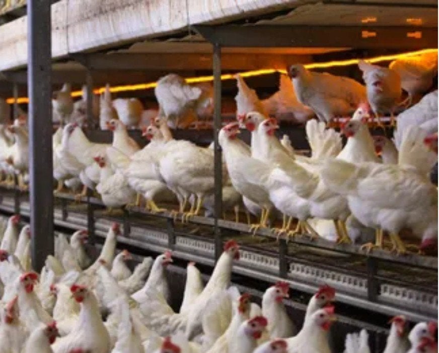 jonge leghennen leghorn, Dieren en Toebehoren, Kip