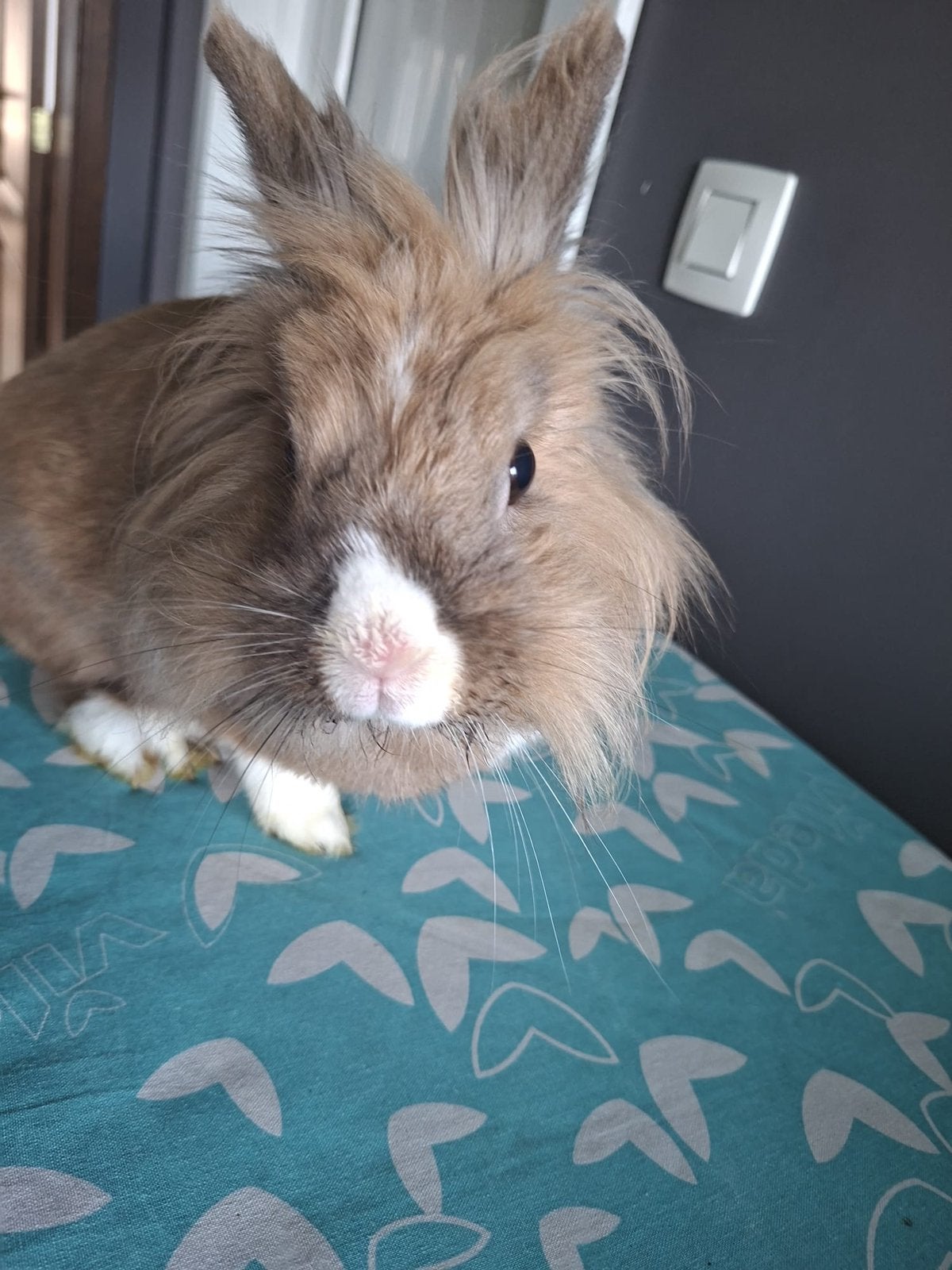 Lapin lion, Dieren en Toebehoren