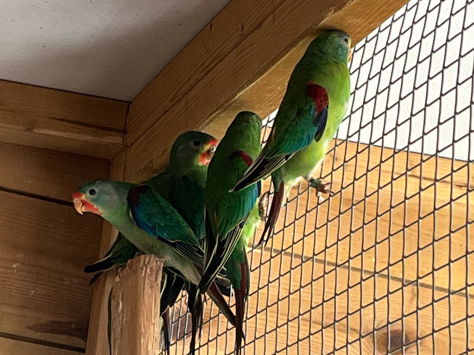Swift parkiet, Plusieurs animaux, Perruche, Bagué