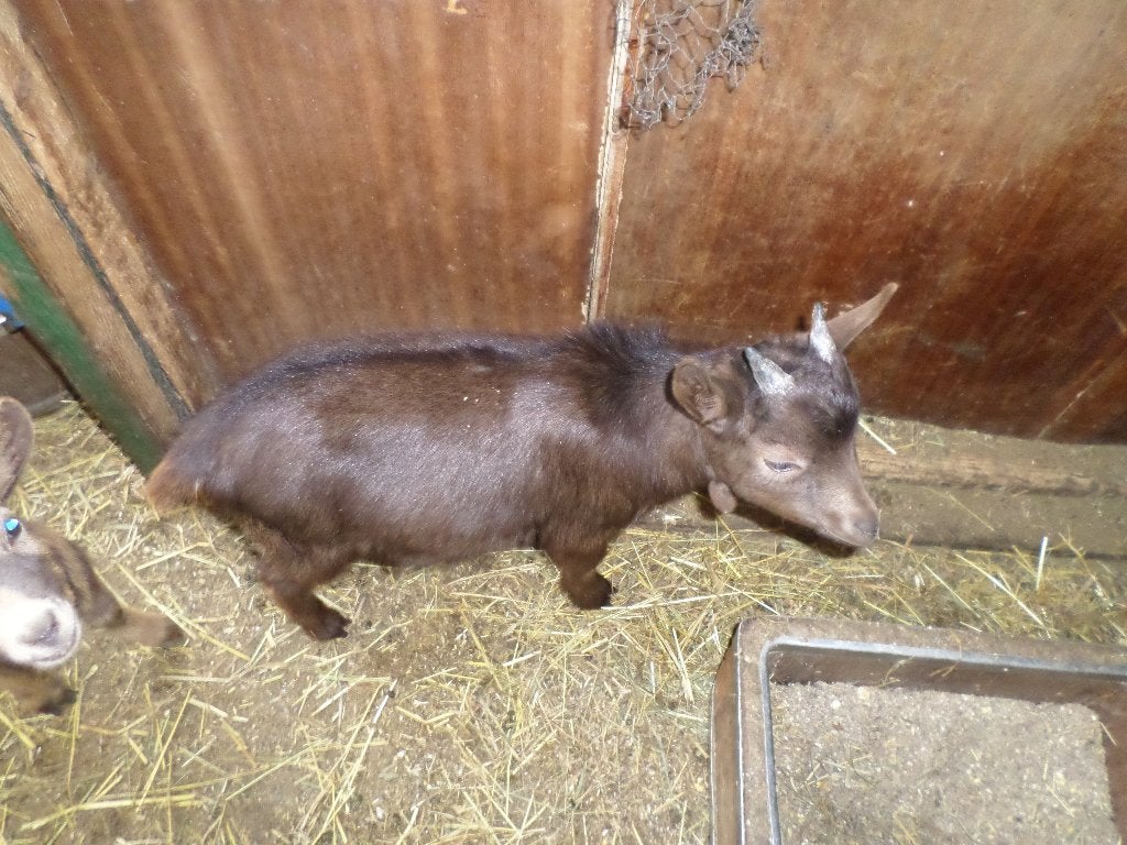 dwerggeitje, Dieren en Toebehoren
