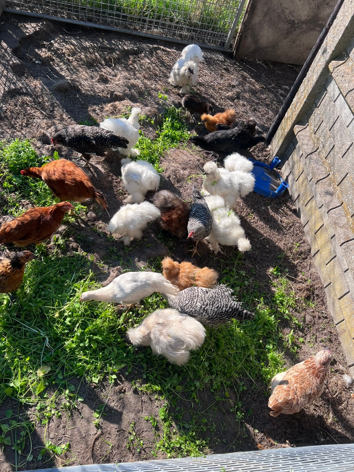 Jonge kippen te koop – Verschillende rassen, Dieren en Toebehoren, Meerdere dieren, Kip