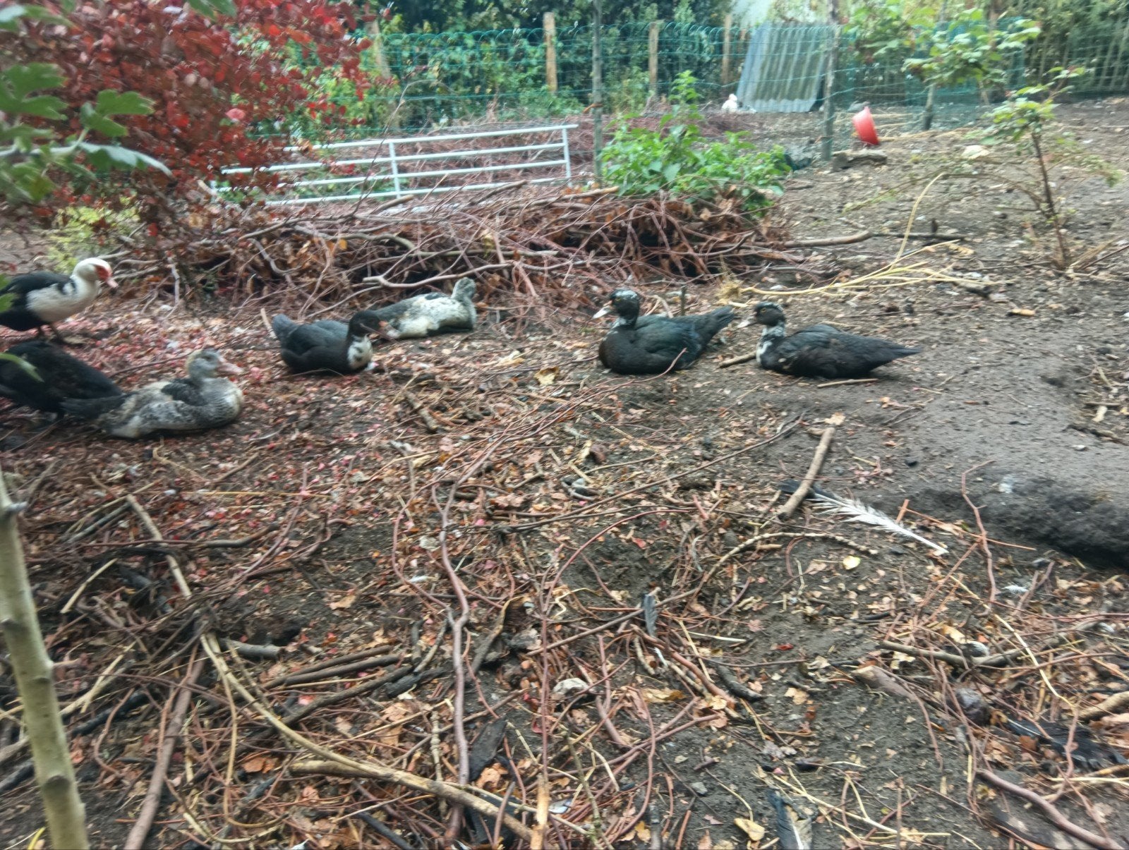 20 barberie eenden te koop, Dieren en Toebehoren