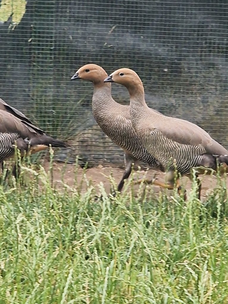 Roodkopganzen 2026, Plusieurs animaux, Oie ou Cygne