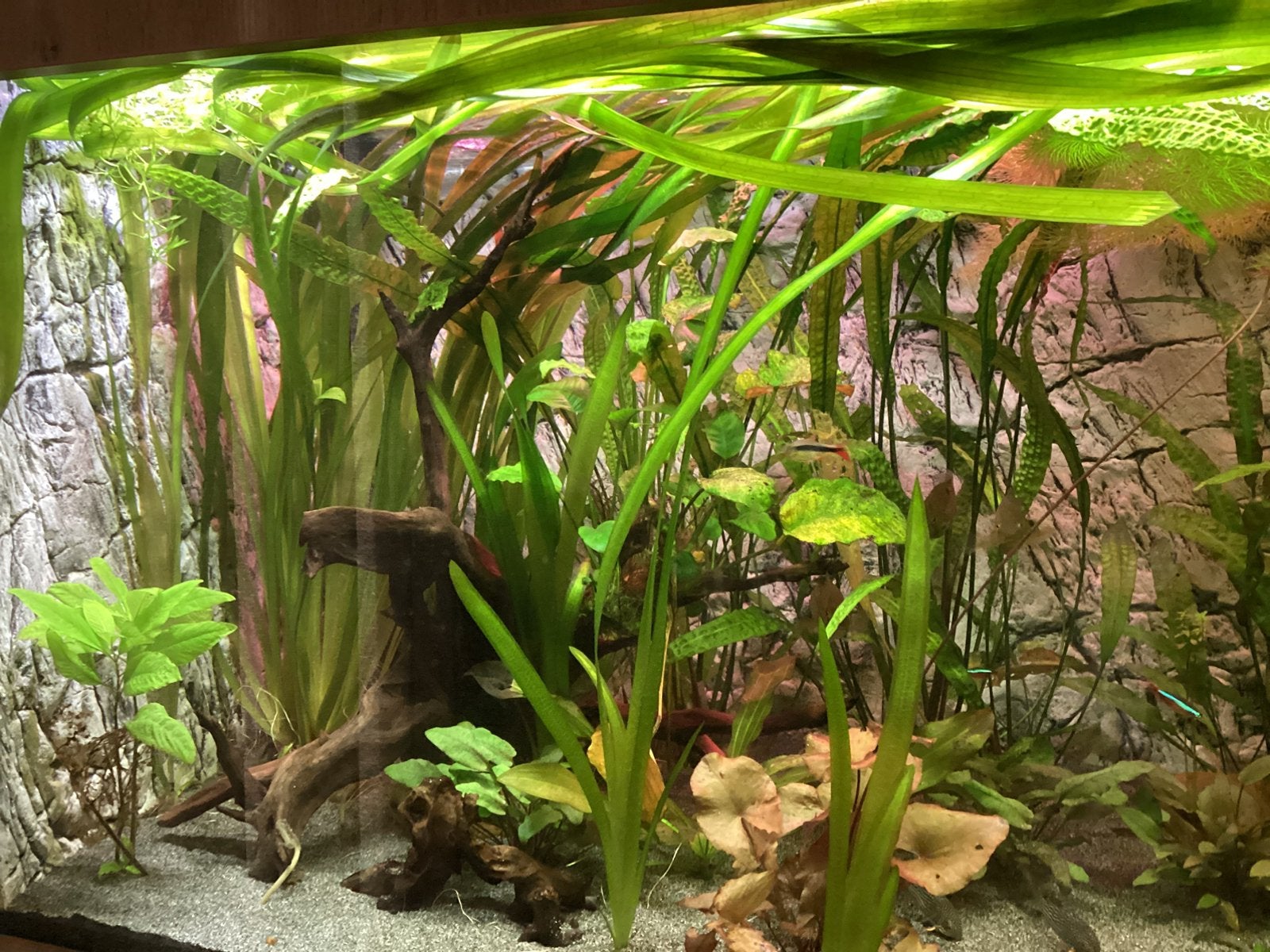 Vallisneria giganteum, Ophalen, Nieuw, Plant(en), Steen of Hout