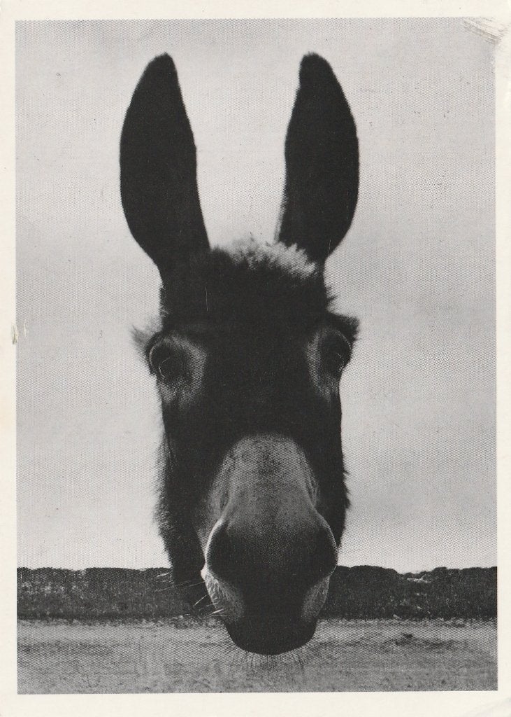 EZEL  + Mooie postzegel en Stempel !!, Verzamelen, Postkaarten | Dieren, Verzenden, 1980 tot heden, Gelopen, Overige soorten