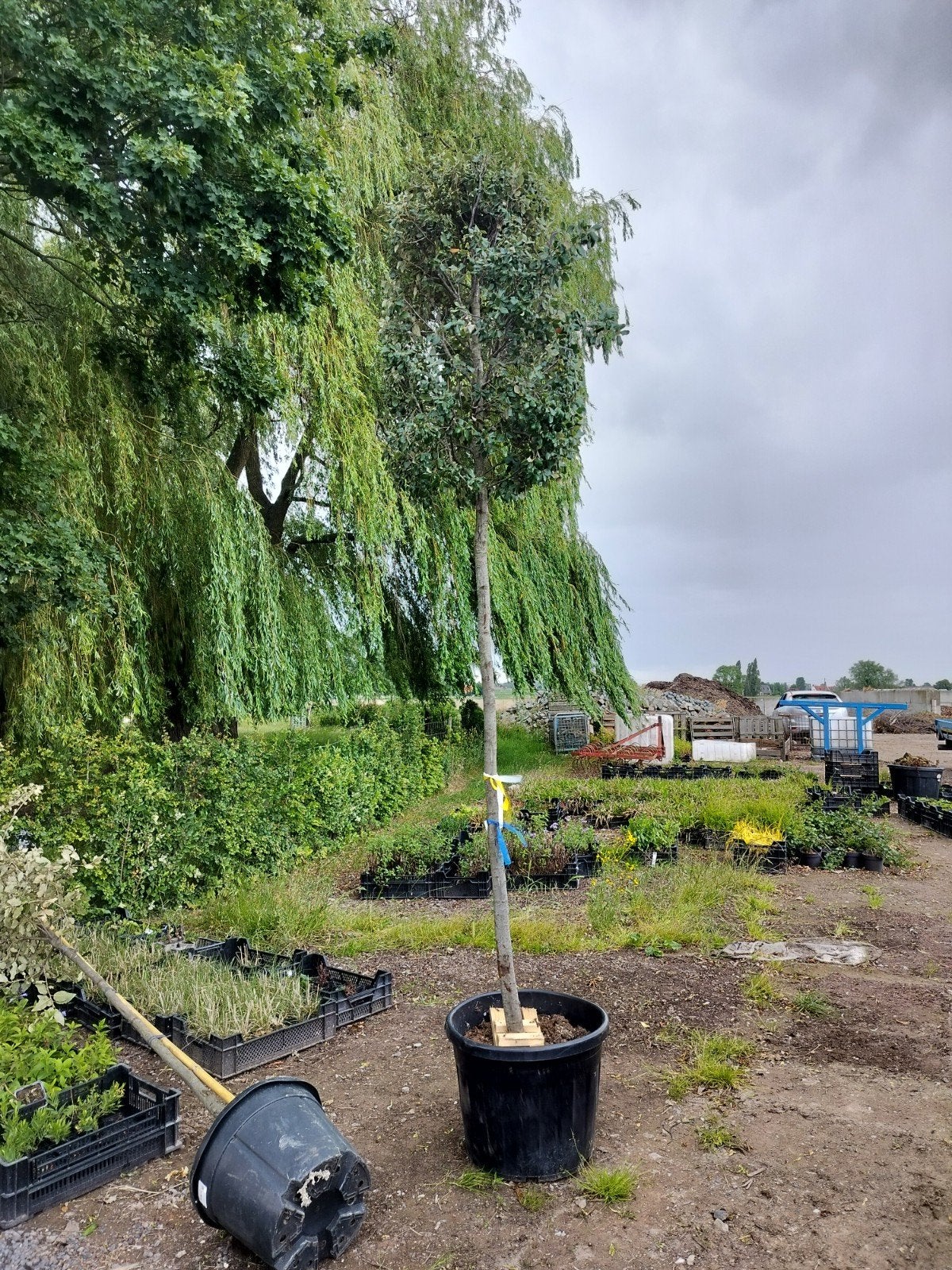 Quercus ilex, steeneik, dikte 14+ (pot) 265euro, Ophalen of Verzenden, In pot, Bolboom, 250 tot 400 cm