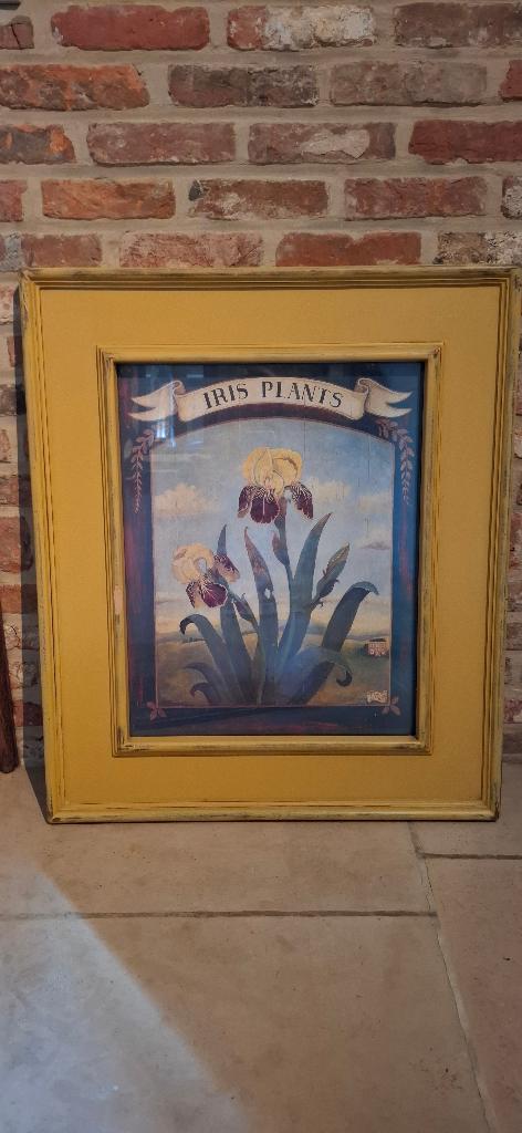 Ingekaderde print van een bloem (iris) - vintage, Antiek en Kunst, Ophalen of Verzenden