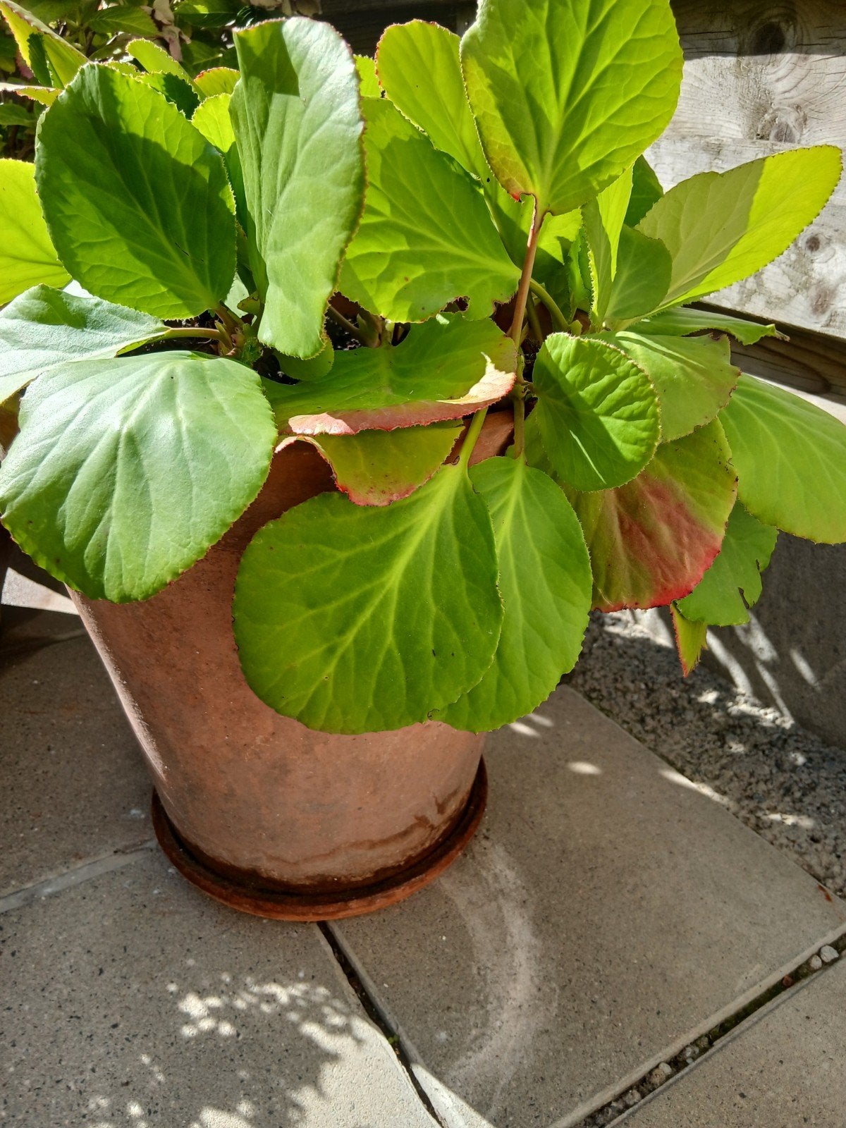 bloempot, Tuin en Terras, Planten | Fruitbomen, Ophalen