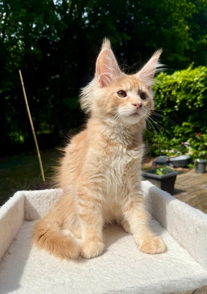 Prachtige Maine Coon katertje met stamboom, Kater, Met stamboom, 0 tot 2 jaar