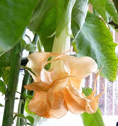 Florabelle Brugmansia planten (Dubbelbloemig), Autres espèces, Plein soleil, Été, Enlèvement