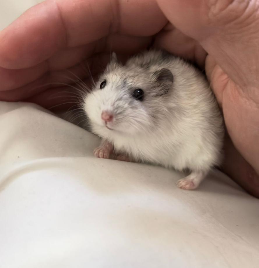 Hamster nain russe - winter white pearl, Hamster, Mâle, Mars, Domestique