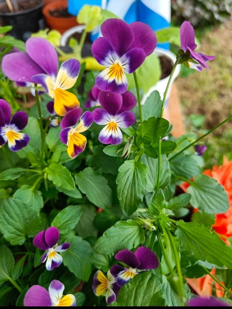 Violette tricolore - Graines de Viola Tricolor BIO, Jardin & Terrasse, Bulbes & Semences, Printemps, Enlèvement ou Envoi