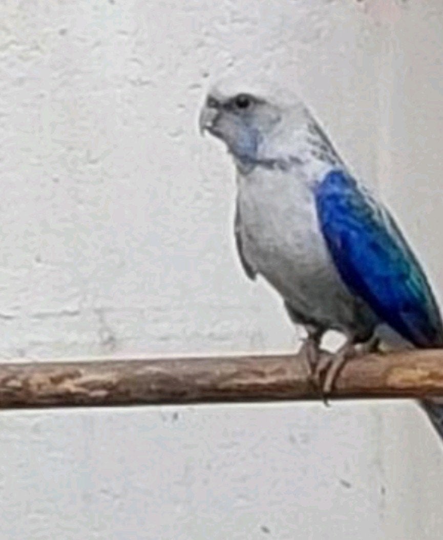 rosella koppel