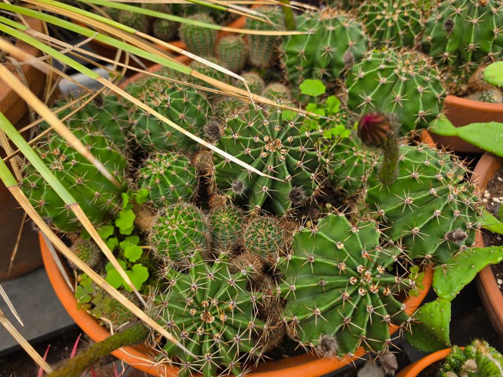 Cactussen in terracotta schaal 40cm, Tuin en Terras, Ophalen