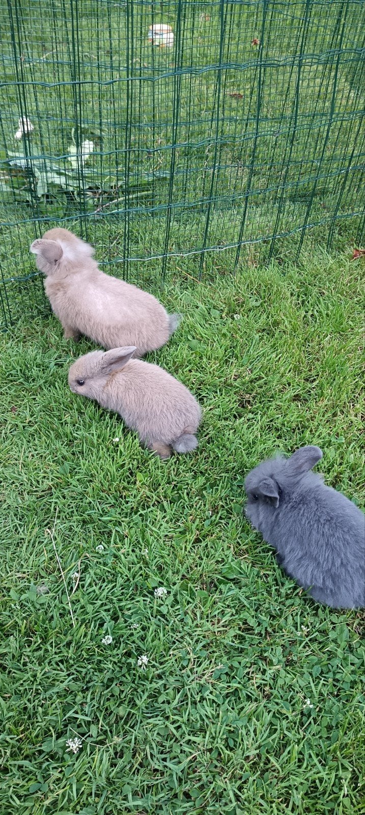 Dwergkonijnen, Dieren en Toebehoren, Konijnen