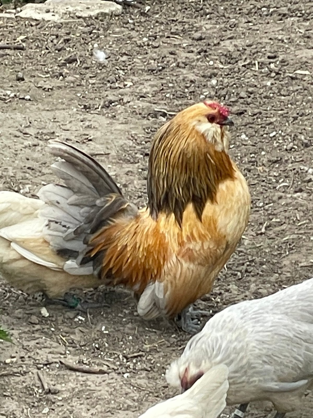 Hanen Antwerpse baardkriel blauwkwartel en kwartel., Dieren en Toebehoren, Pluimvee