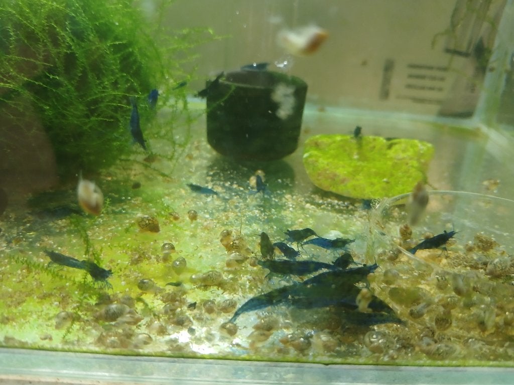 Mooie blue dream garnalen, Kreeft, Krab of Garnaal, Zoetwatervis