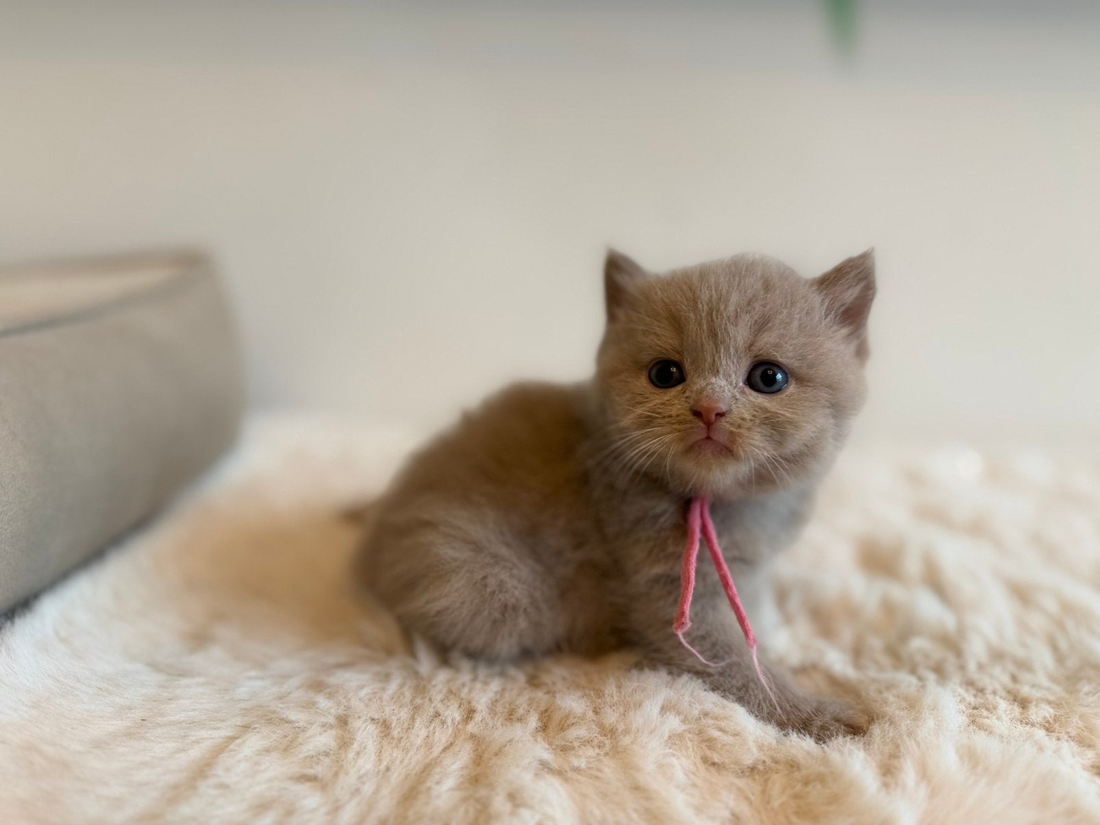 British Shorthair, Chat, Avec pedigree, 0 à 2 ans