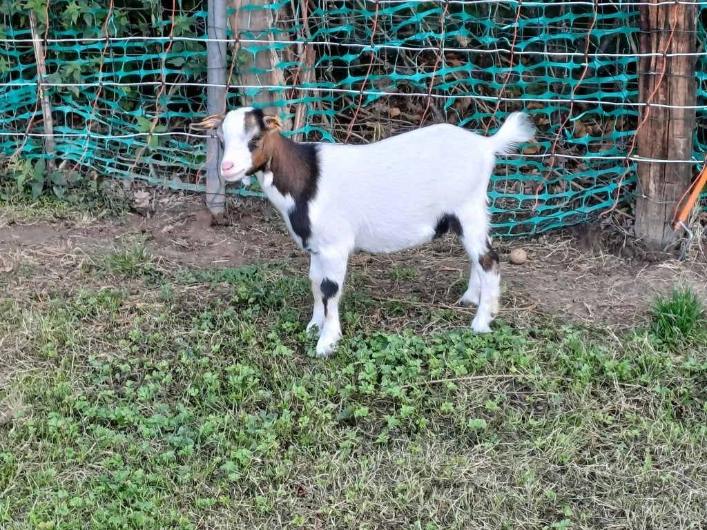 Geitjes, Plusieurs animaux, Chèvre