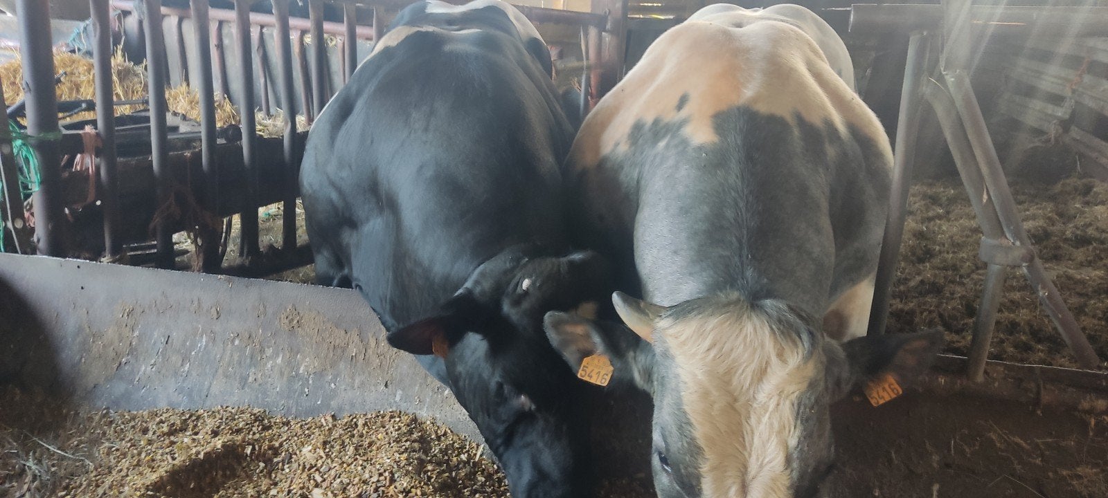 Les taureaux, 0 à 2 ans