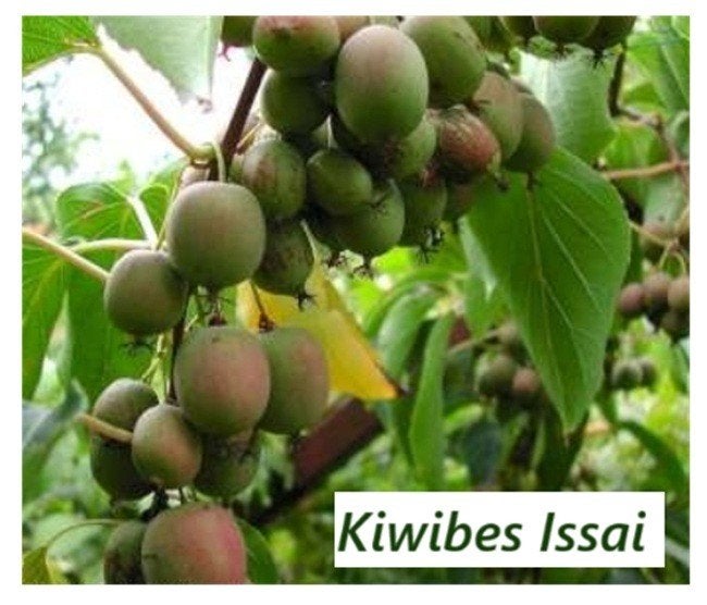 ZELFBESTUIVENDE KIWIBES PLANTEN "Issaï", 15€/Stuk, Volle zon, Vaste plant, Ophalen of Verzenden, Fruitplanten