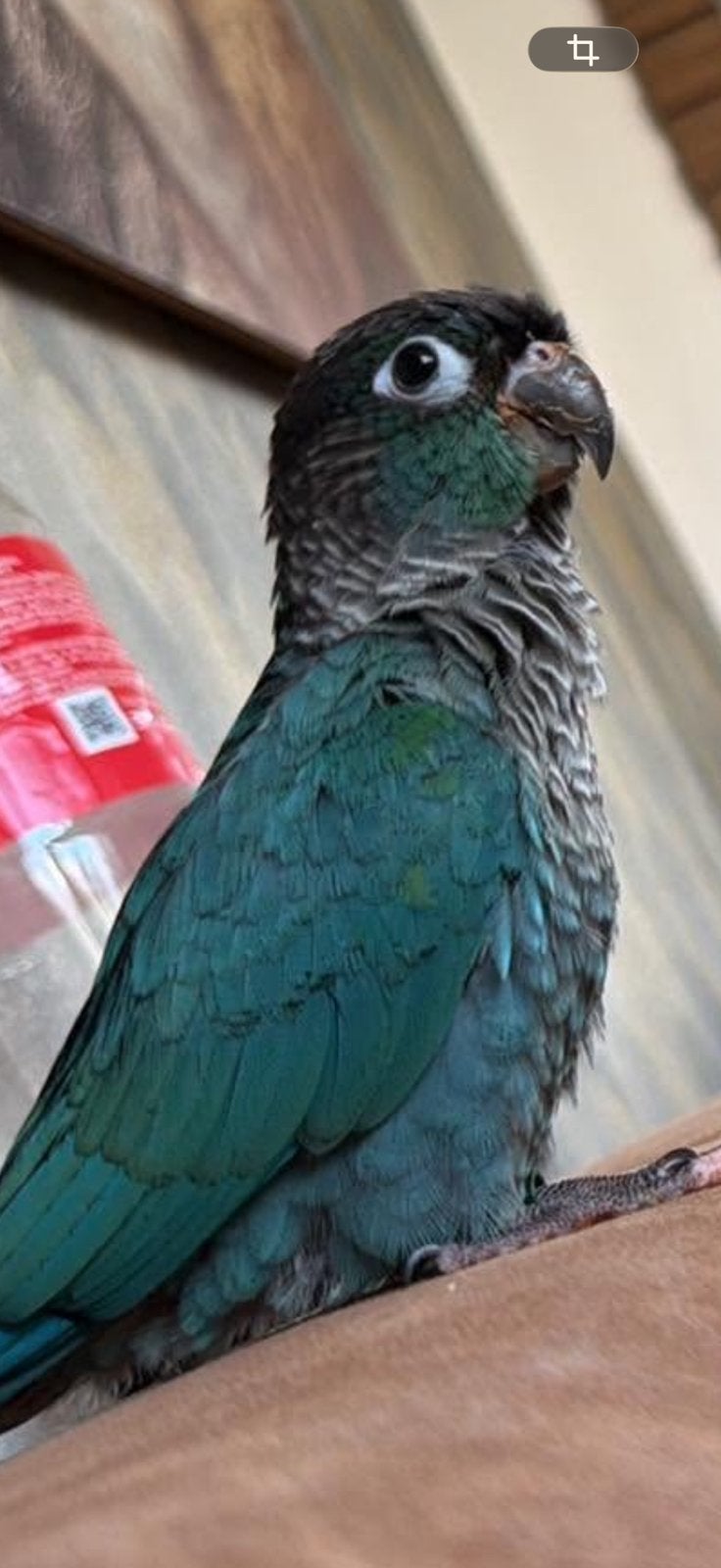 Magnifique conure molinae turquoise sf  violet eam, Mâle