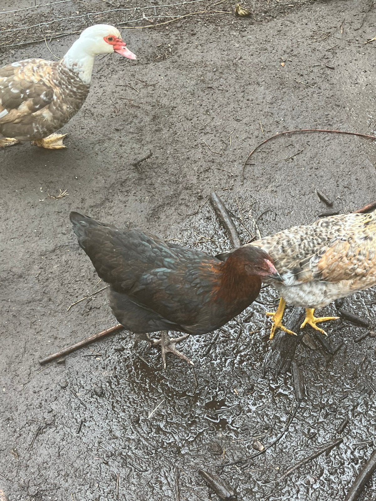 Bijna volgroeide marans hen