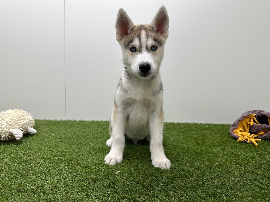Siberische Husky pup, Dieren en Toebehoren, België, 8 tot 15 weken, Poolhond, CDV (hondenziekte)