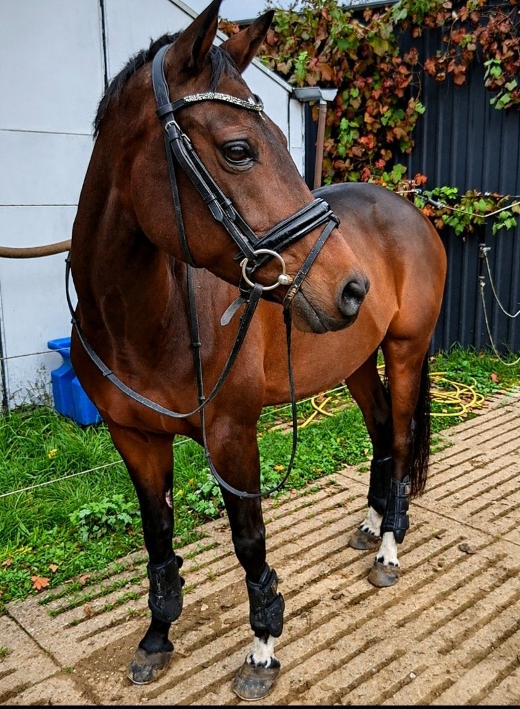knappe en lieve dressuur D- pony, Dieren en Toebehoren, Merrie, Minder dan 160 cm, Dressuurpaard, 7 tot 10 jaar