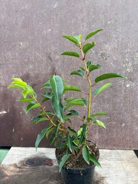 Prunus angustifolia 40/50 Pot 1.5L Portugese laurier, Enlèvement, Laurier, Arbuste, Moins de 100 cm