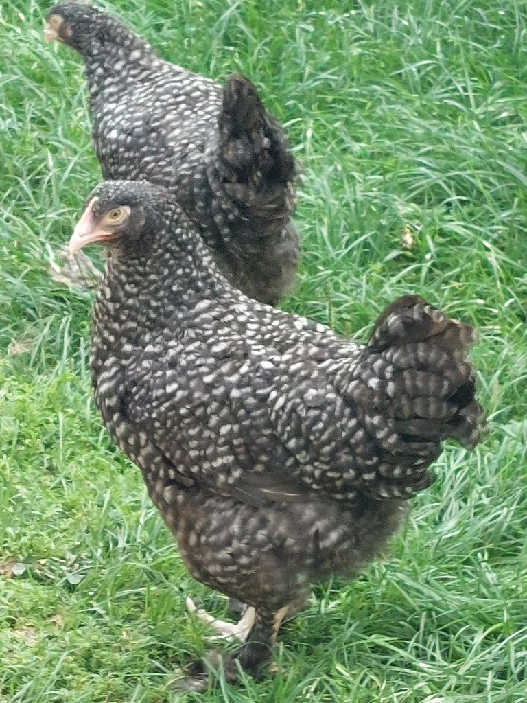 Jonge Mechelse Koekoek kippen, Dieren en Toebehoren, Pluimvee, Kip
