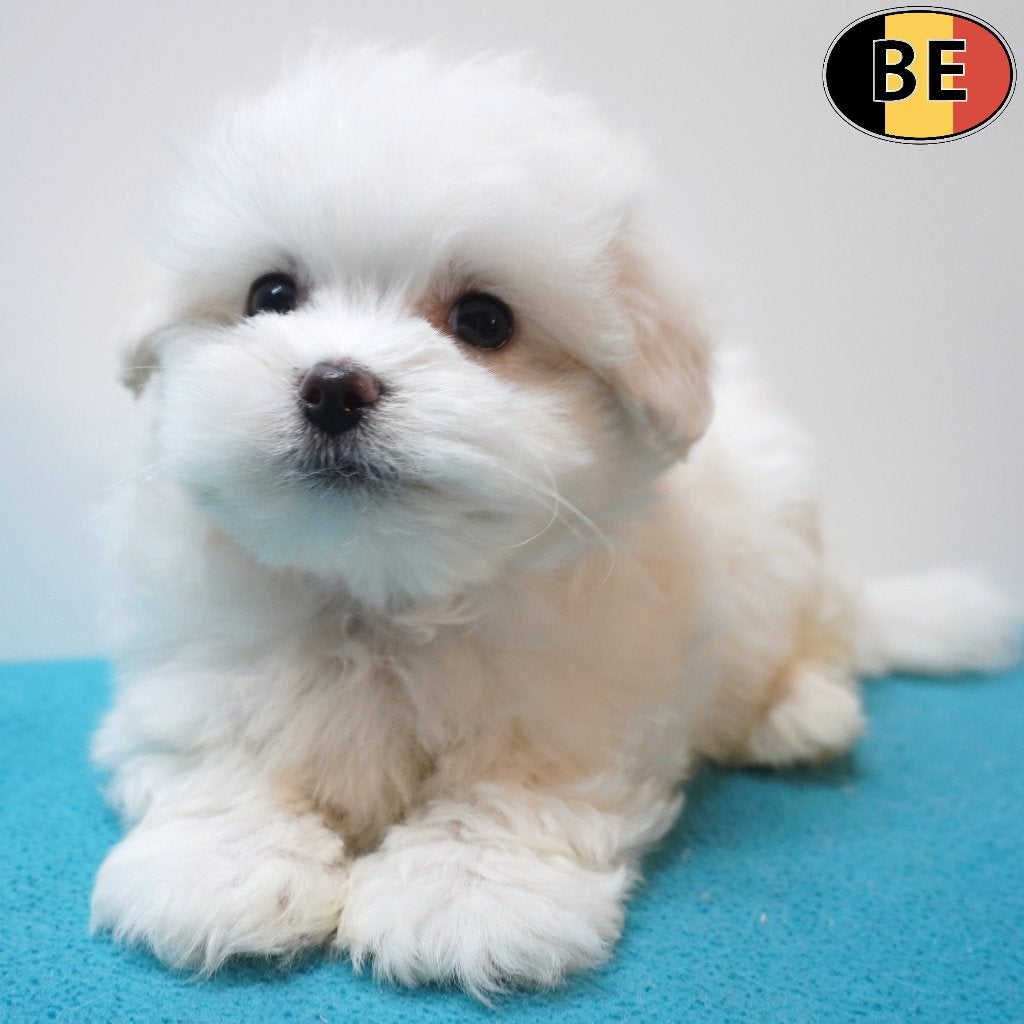Maltezer (reutjes) Belgische pups te koop, België, Maltezer, CDV (hondenziekte), 8 tot 15 weken