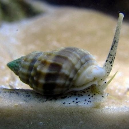 Nassarius slakken, Escargot ou Mollusque, Poisson de mer