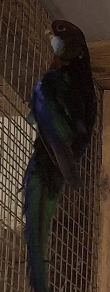 Rosella's, Dieren en Toebehoren, Parkiet, Geringd