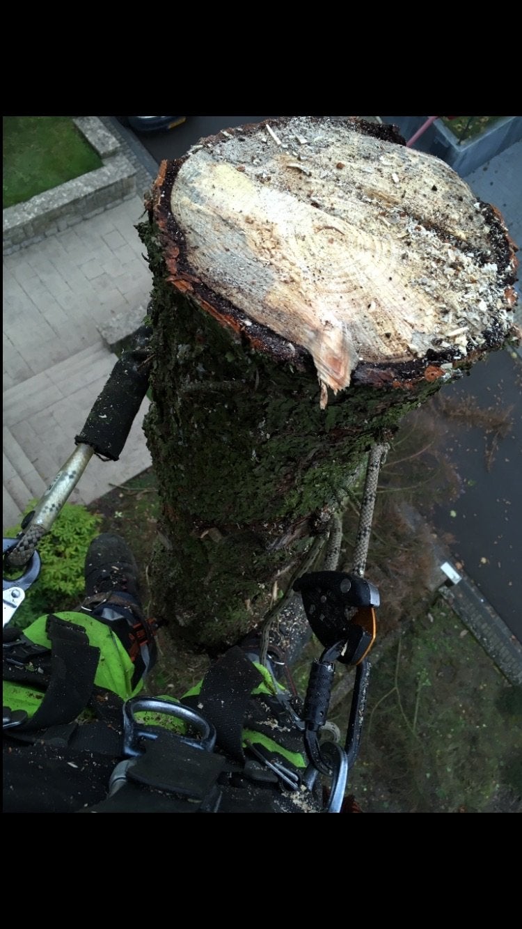 Abattage d’arbres elagage jardinage paysagiste