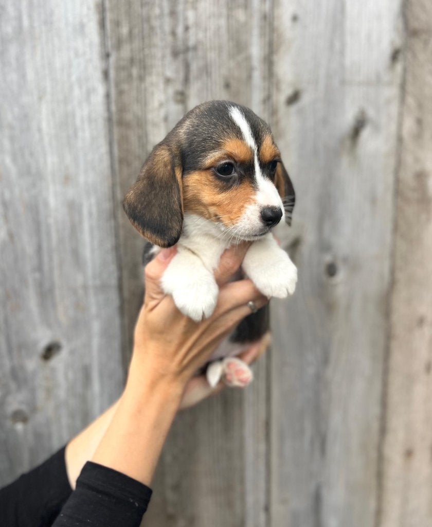 Beaux chiots Beagi (beagle x corgi), Animaux & Accessoires, Beagle, Plusieurs, Hépatite contagieuse (maladie de Rubarth), Belgique