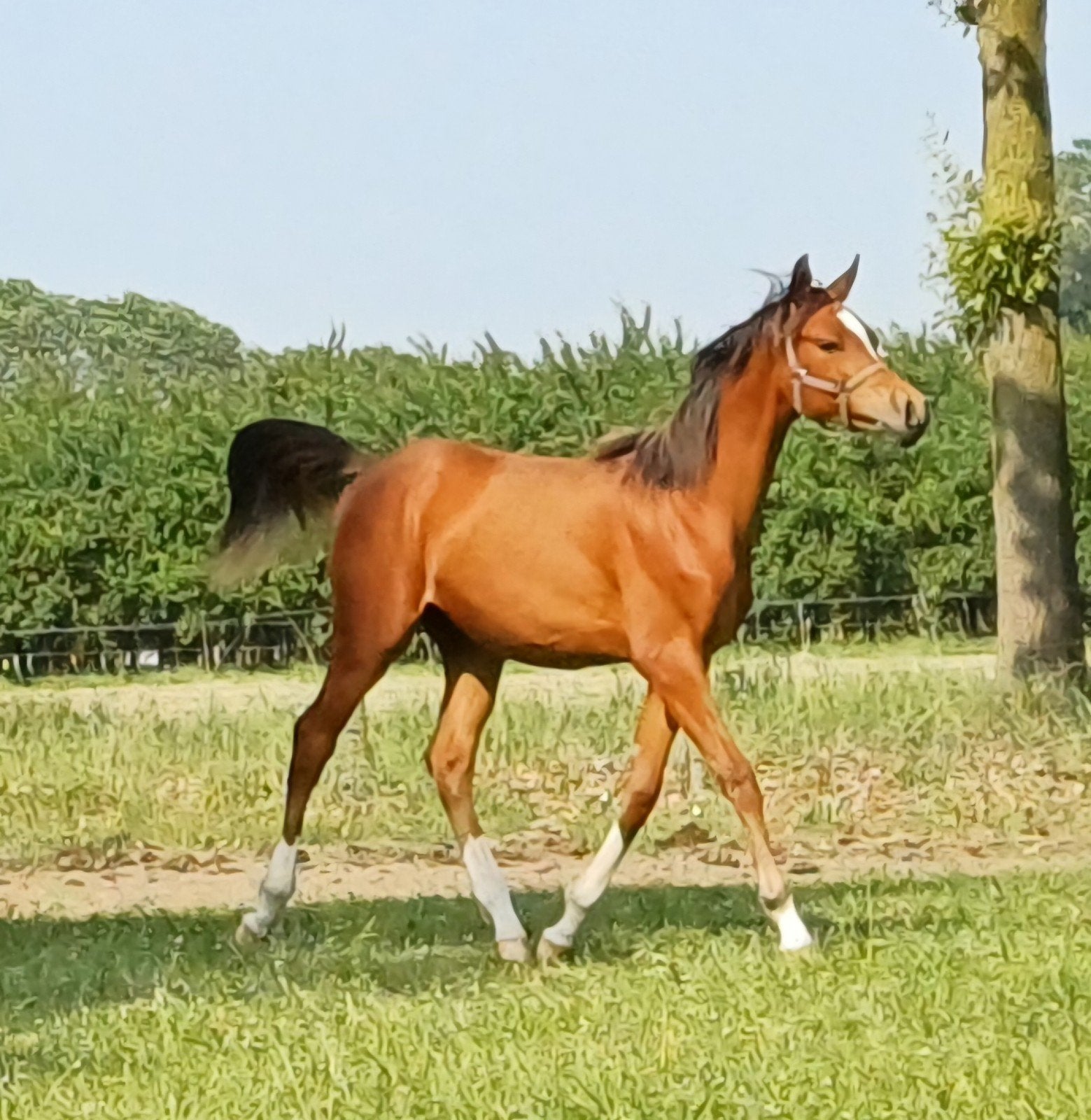 3 knappe D pony jaarling hengsten, Dieren en Toebehoren, Hengst, Onbeleerd, Gechipt, 0 tot 2 jaar