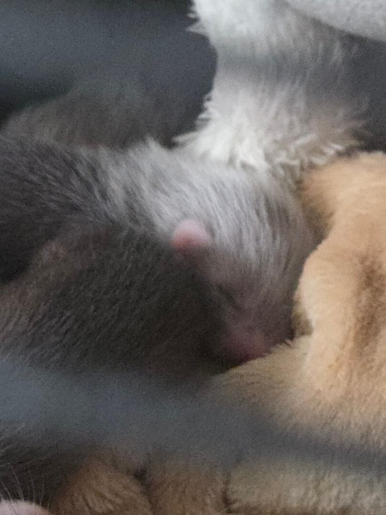 Nog 1 midi fretten pupje(moertje) te reserveren. 3 weken oud, Fret, April, Vrouwelijk, Tam