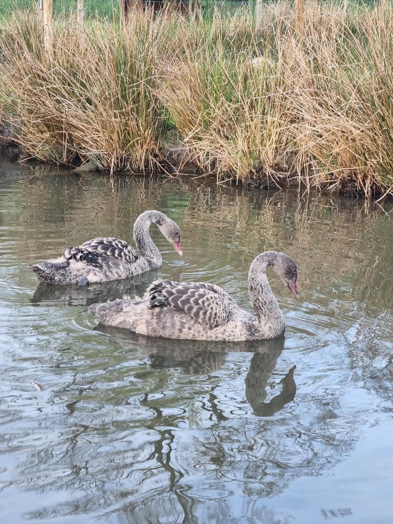 Cygne noir, Animaux & Accessoires